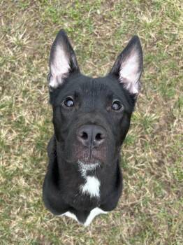 Husky Dogs Available for Adoption in Ionia, Michigan - Phantom | PetCurious