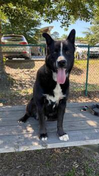 Akita Dogs Available for Adoption in Little Rock, Arkansas - Danny Boy | PetCurious