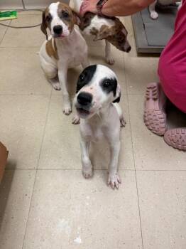 Spot -  Cattle Dog and Mixed Breed Dog for Adoption in Bossier City, Louisiana - Spot | PetCurious