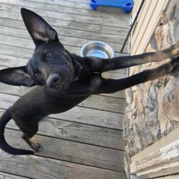Rescue Belgian Shepherd Laekenois Dogs for Adoption in Lancaster, Kentucky - Dobby | PetCurious