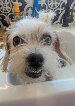 Rescue Shih Tzu Dogs for Adoption in Kiowa, Oklahoma - Theola | PetCurious