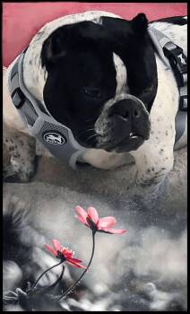 Bulldog Dogs Available for Adoption - Ella | PetCurious