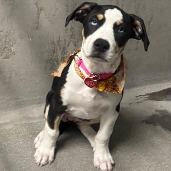 Horchata A2290332 -  Bernese Mountain Dog and Hound Dog for Adoption in Los Angeles, California - Horchata A2290332 | PetCurious