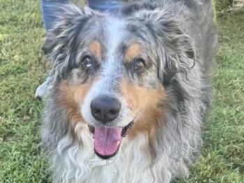 Yogi Bear -  Mixed Breed Dog for Adoption in Georgetown, Texas - Yogi Bear | PetCurious
