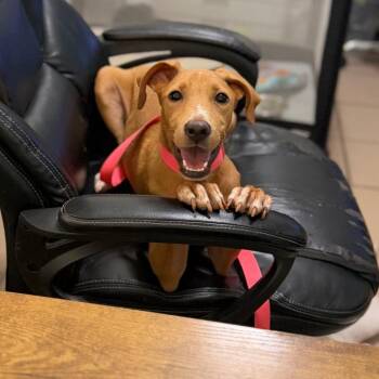 Cinnamon -  Labrador Retriever and Mixed Breed Dog for Adoption in Starkville, Mississippi - Cinnamon | PetCurious