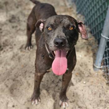 Rescue Mixed Breed Dogs for Adoption in Sarasota, Florida - Cole | PetCurious