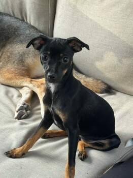 Tiny -  Chihuahua Dog for Adoption in De Pere, Wisconsin - Tiny | PetCurious