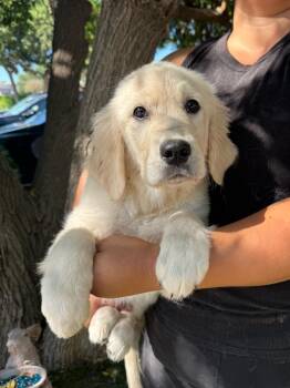 Wrigley -  Golden Retriever Dog for Adoption in Temecula, California - Wrigley | PetCurious