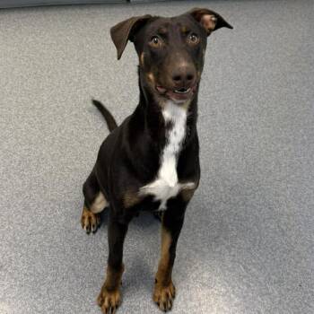 Rex -  Mixed Breed and Doberman Pinscher Dog Available for Adoption in Oakville, Washington - Rex | PetCurious