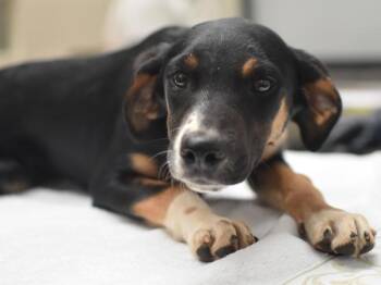 Fay -  Shepherd and Hound Dog for Adoption in Portland, Oregon - Fay | PetCurious