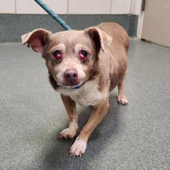 Tubbs -  Mixed Breed Dog for Adoption in Fairfax, Virginia - Tubbs | PetCurious