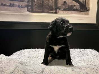Boxer and Poodle Dogs Available for Adoption - Bear | PetCurious
