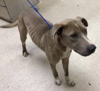 Pit Bull Terrier and Mixed Breed Dogs Available for Adoption in Riverside, California - OSCAR | PetCurious