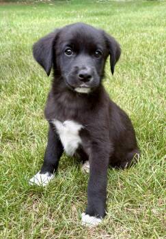 Milo -  Jack Russell Terrier and English Shepherd Dog for Adoption in New Baltimore, Michigan - Milo | PetCurious
