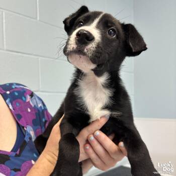 Labrador Retriever Dogs Available for Adoption in Washington, District Of Columbia - Theon | PetCurious