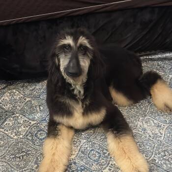 Chippy -  Afghan Hound Dog for Adoption in Sandy Springs, Georgia - Chippy | PetCurious