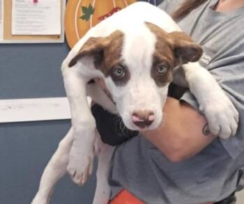 Little Bogey -  Pit Bull Terrier Dog for Adoption in Hollister, Missouri - Little Bogey | PetCurious