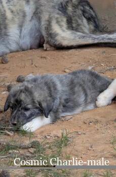 Cosmic Charlie -  Great Pyrenees Dog Available for Adoption in Milton, Georgia - Cosmic Charlie | PetCurious