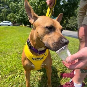 Fergie -  Mixed Breed Dog for Adoption in Philadelphia, Pennsylvania - Fergie | PetCurious