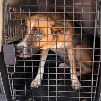 Dixie Stray Hold 8/24 -  Mixed Breed Dog for Adoption in Huntington, West Virginia - Dixie Stray Hold 8/24 | PetCurious