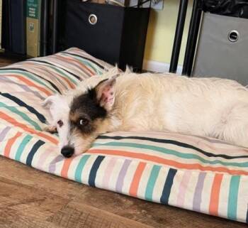 Schnauzer Dogs Available for Adoption in Missouri City, Texas - Tristina OR14285-T | PetCurious