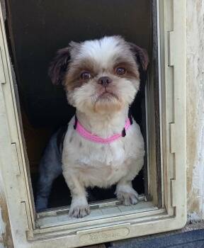 Daisy -  Shih Tzu Dog Available for Adoption in Visalia, California - Daisy | PetCurious