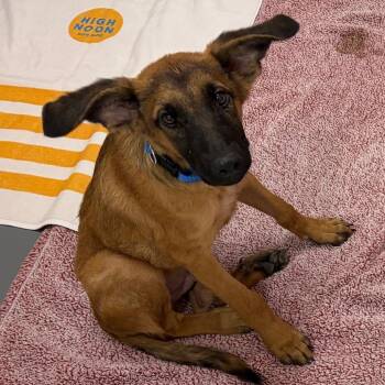 Jackrabbit -  German Shepherd Dog and Anatolian Shepherd Dog for Adoption in Austin, Texas - Jackrabbit | PetCurious