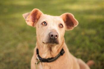 Rescue Feist and Mixed Breed Dogs for Adoption in Gradyville, Kentucky - Lacy Lou | PetCurious