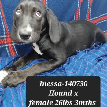 Inessa -  Hound Dog for Adoption in New Tazewell, Tennessee - Inessa | PetCurious