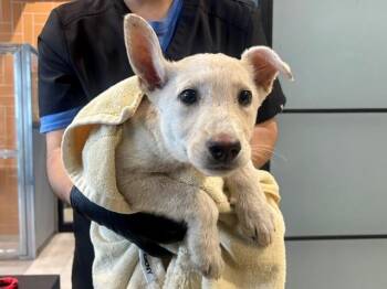 ODESSA -  German Shepherd Dog Dog for Adoption in Rowlett, Texas - ODESSA | PetCurious
