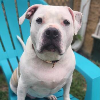 Maizy -  Pit Bull Terrier Dog for Adoption in Stanley, Virginia - Maizy | PetCurious