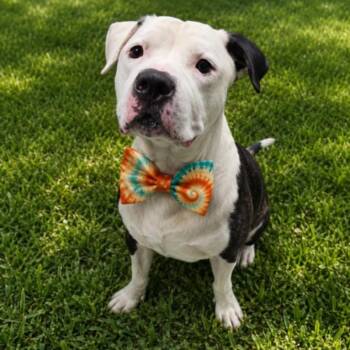 BROCK -  American Bulldog Dog for Adoption - BROCK | PetCurious
