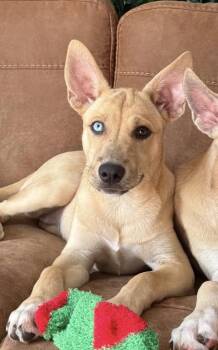 Jagar -  Shepherd Dog for Adoption in Tallahassee, Florida - Jagar | PetCurious