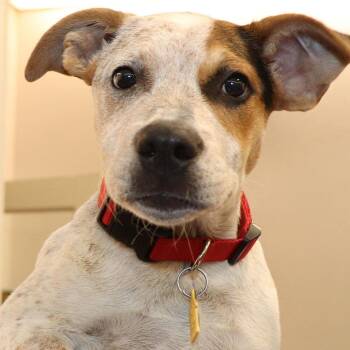 Bernie -  Mixed Breed Dog for Adoption in Port Washington, New York - Bernie | PetCurious