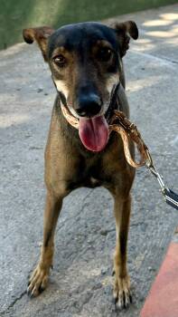 Piloncilla -  Hound Dog for Adoption in Victoria, British Columbia - Piloncilla | PetCurious