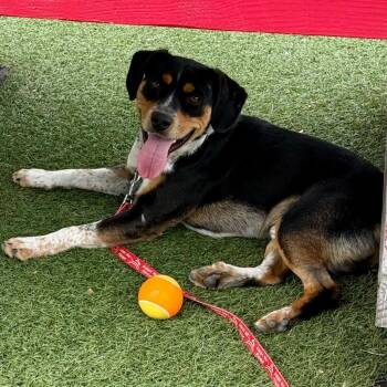 Roy -  Hound and Terrier Dog for Adoption in Bloomfield, Connecticut - Roy | PetCurious