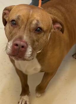 Pit Bull Terrier Dogs Available for Adoption in Elizabethton, Tennessee - JUNIE | PetCurious