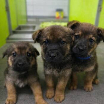 German Shepherd Dog Dogs Available for Adoption in San Jacinto, California - Skyy | PetCurious