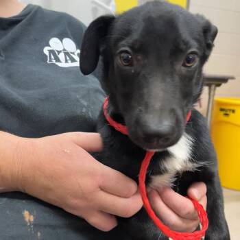 Cash -  Pit Bull Terrier and Mixed Breed Dog for Adoption in Ardmore, Oklahoma - Cash | PetCurious