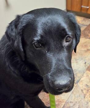 Bear -  Black Labrador Retriever Dog for Adoption in Indianapolis, Indiana - Bear | PetCurious