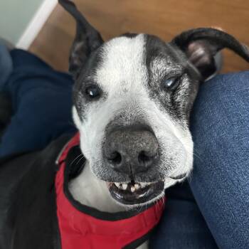 Rescue Mixed Breed Dogs for Adoption in Cumberland, Maine - -Winston In New England | PetCurious