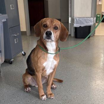 Goosebump -  Beagle and Mixed Breed Dog for Adoption in Galax, Virginia - Goosebump | PetCurious