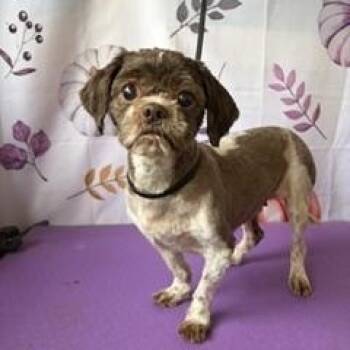 Abby -  Shih Tzu Dog for Adoption in Tifton, Georgia - Abby | PetCurious