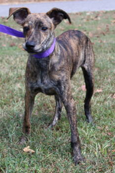 Rescue Feist Dogs for Adoption in Prattville, Alabama - Pistachio 42525 | PetCurious