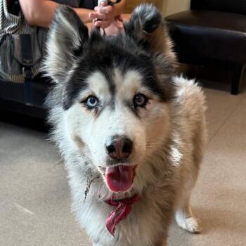 Stella -  Husky Dog for Adoption in Pasadena, California - Stella | PetCurious