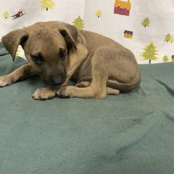 A614388 -  German Shepherd Dog Dog for Adoption in Modesto, California - A614388 | PetCurious