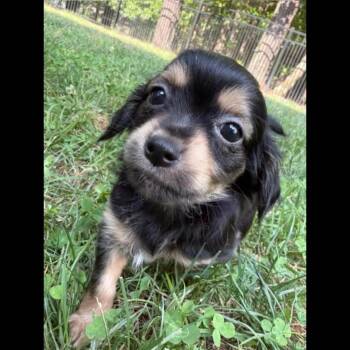Sal -  Chihuahua Dog for Adoption in Midlothian, Virginia - Sal | PetCurious