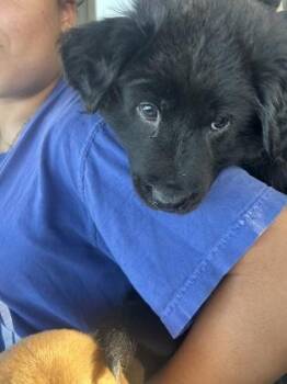 Crumbl -  Retriever and Mixed Breed Dog for Adoption in Fort Worth, Texas - Crumbl | PetCurious