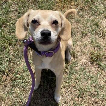 Beagle Dogs Available for Adoption in Greenville, South Carolina - Star | PetCurious