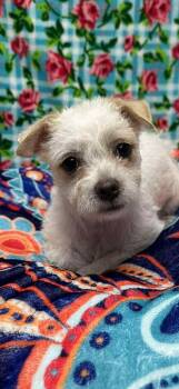 Terrier Dogs Available for Adoption in Brookings, Oregon - Billy Boy | PetCurious